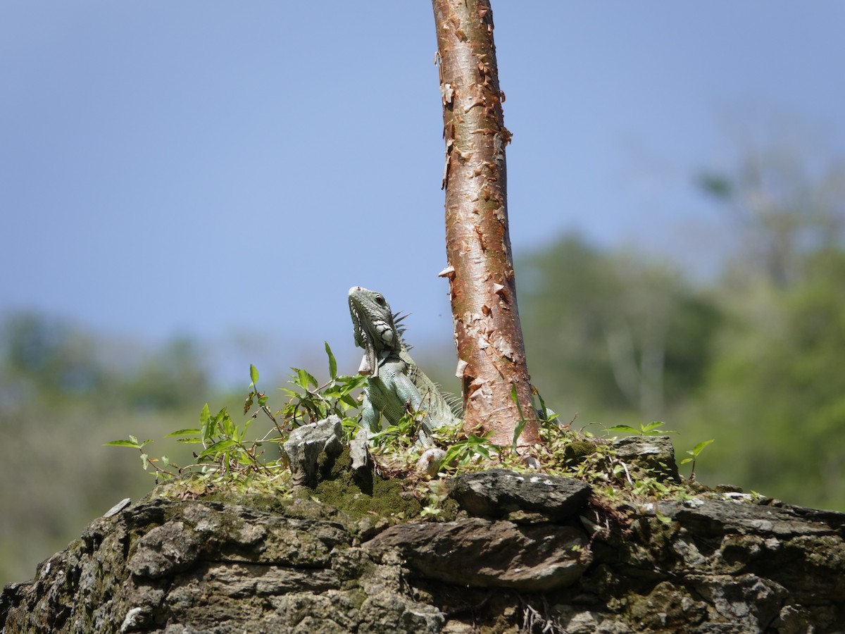 Green Iguana - ML646870560
