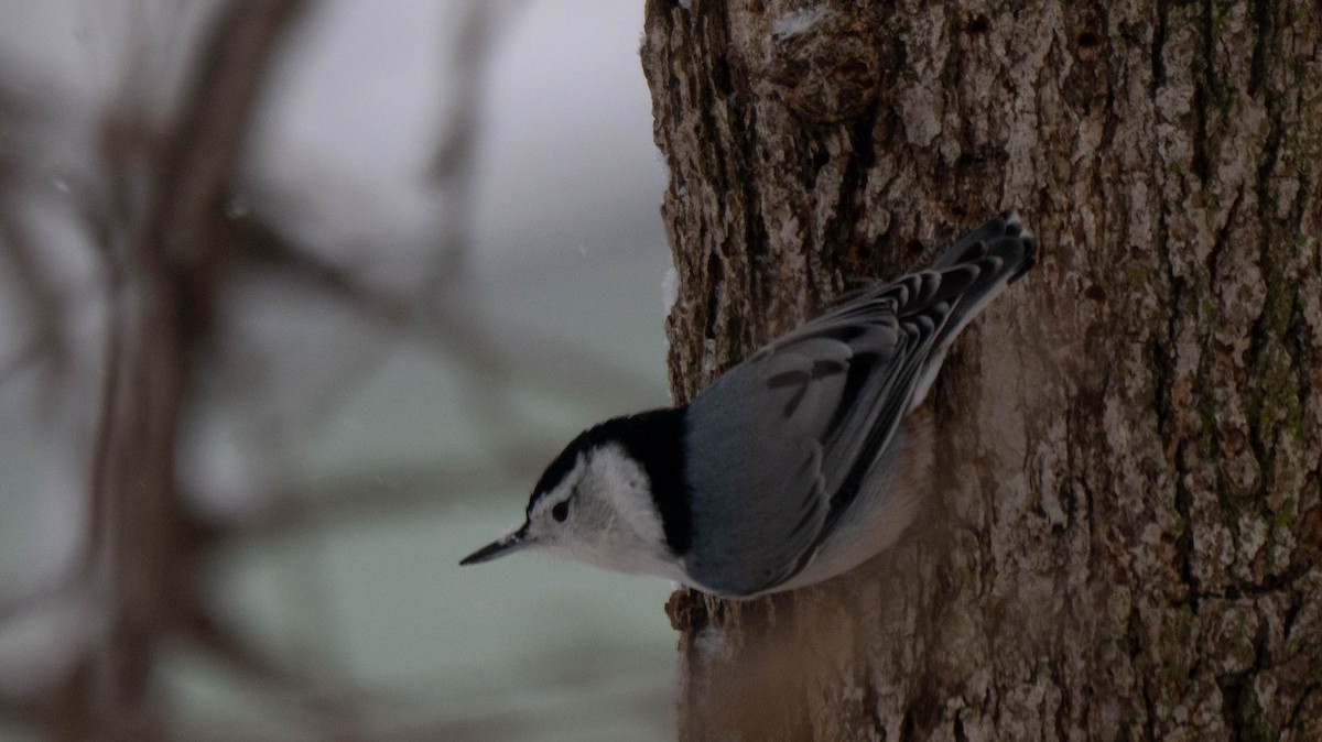 White-breasted Nuthatch - ML646870562