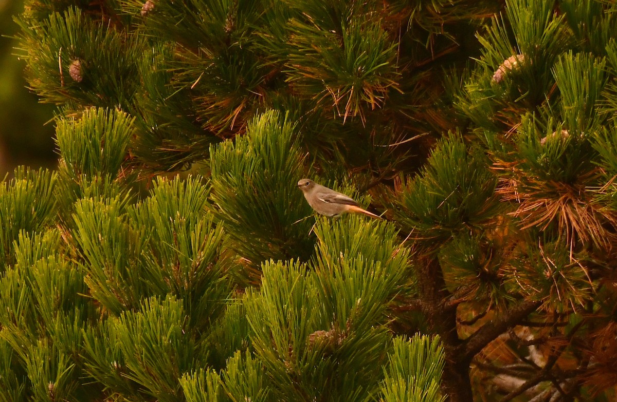 Black Redstart - ML646870563