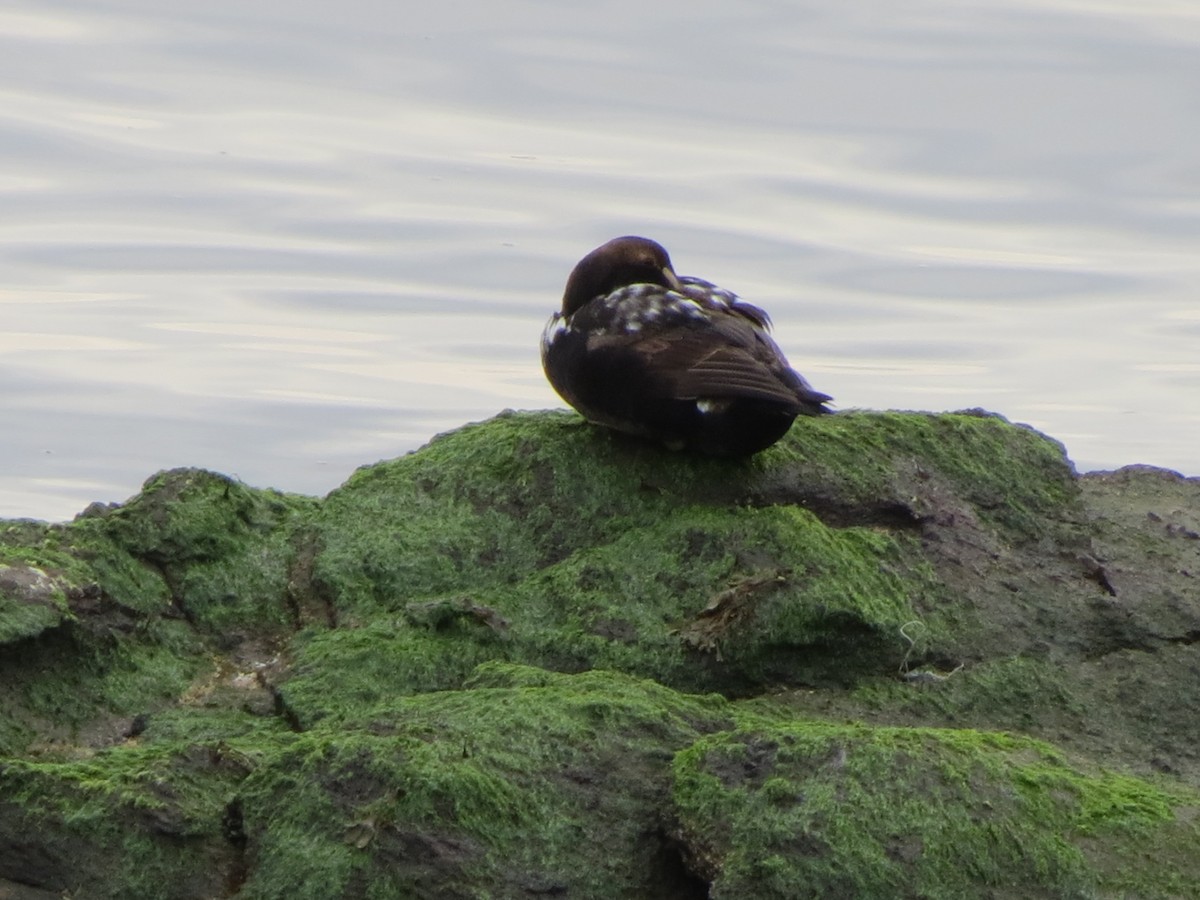 ærfugl - ML646870564