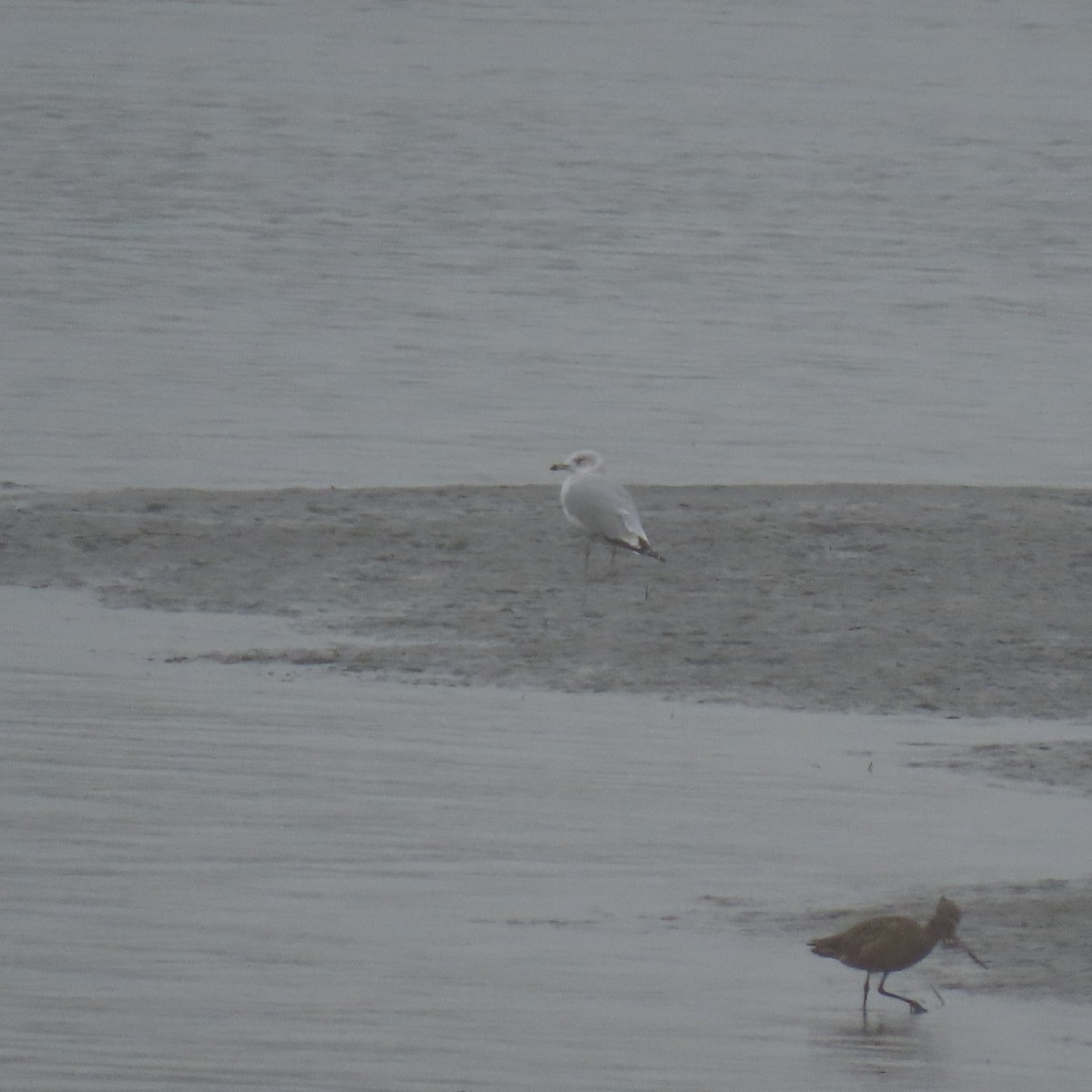 Ring-billed Gull - ML646870566