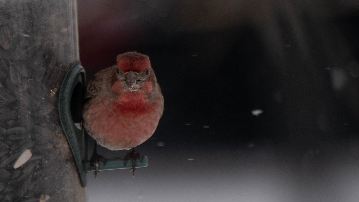 House Finch - ML646870568