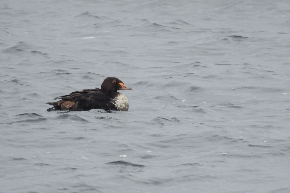 kajka královská - ML646870569