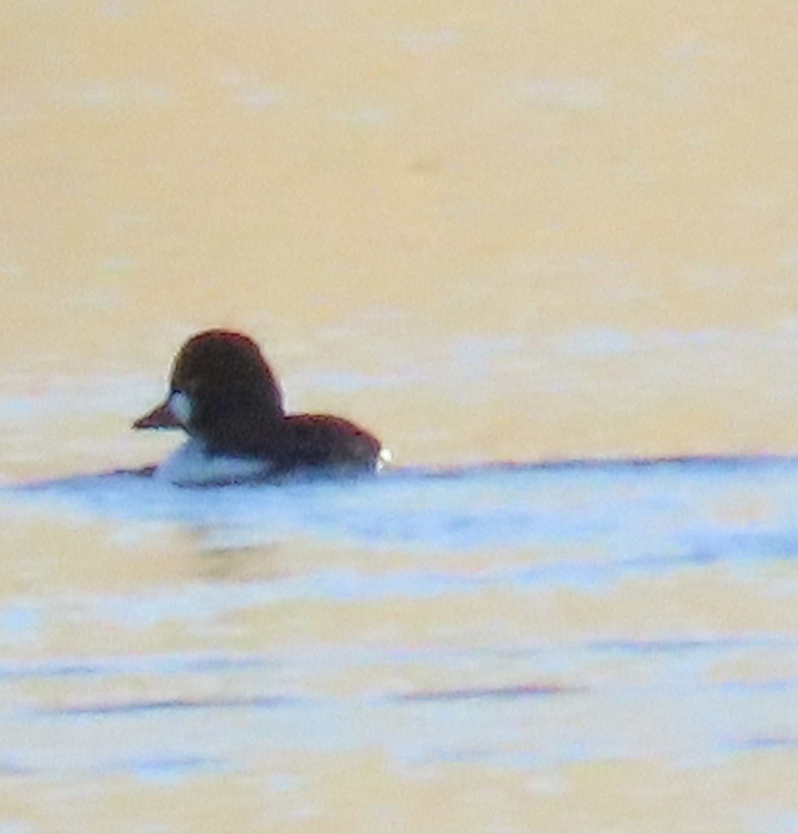 Barrow's Goldeneye - ML646870570