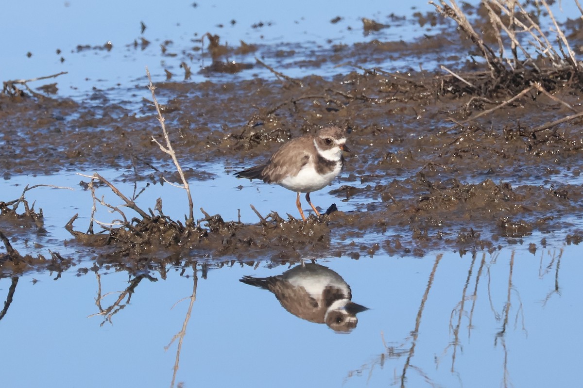 Txirritxo erdipalmatua - ML646870572