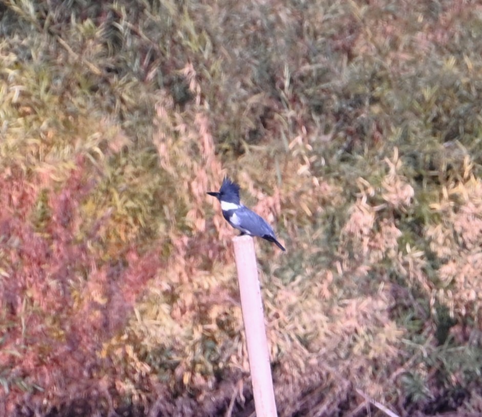 שלדג אמריקני - ML646870573