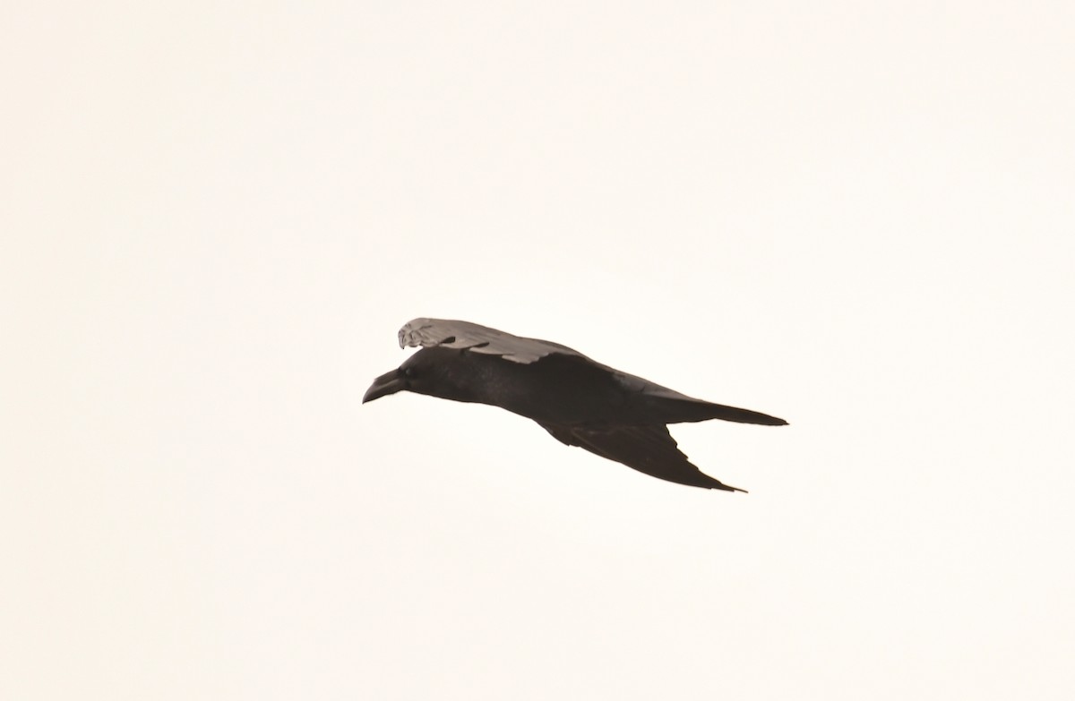 Common Raven - ML646870577