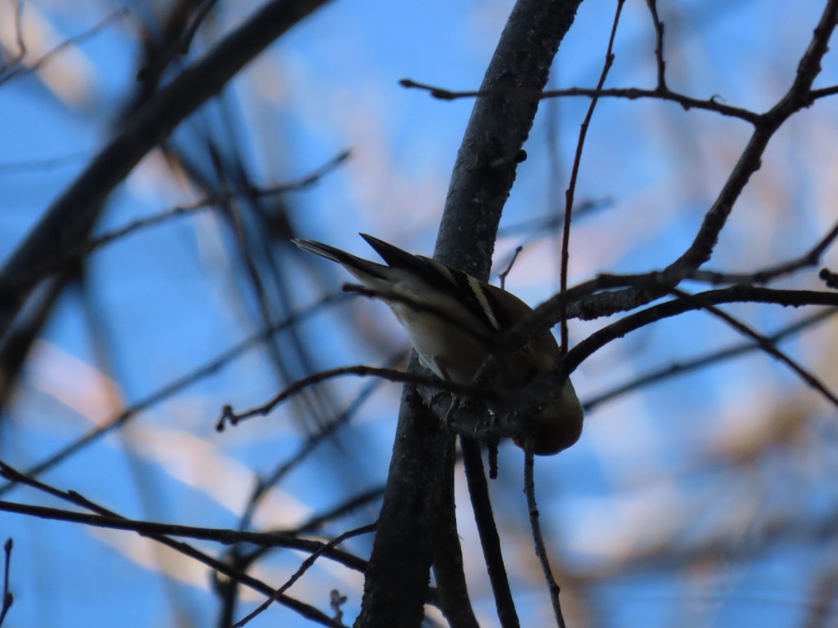American Goldfinch - ML646870578