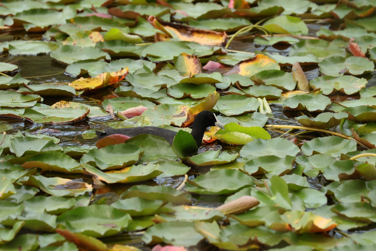 Sakarmeke - ML646870579