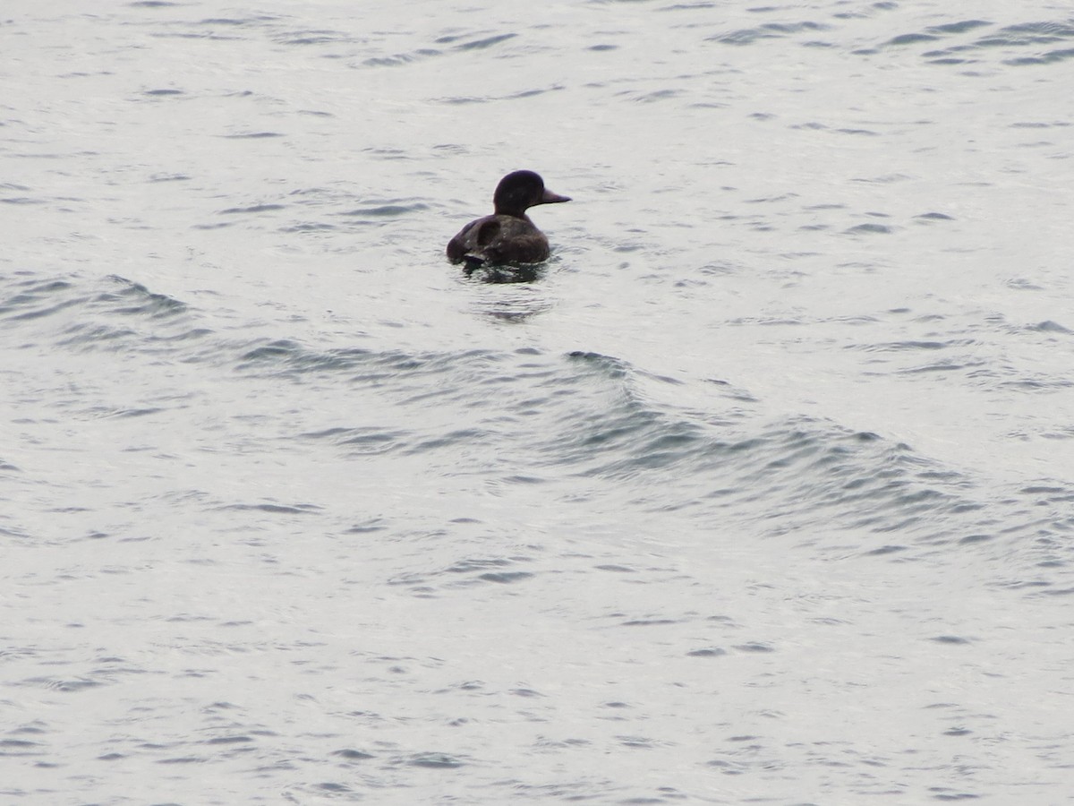 Negrón Americano - ML646870580