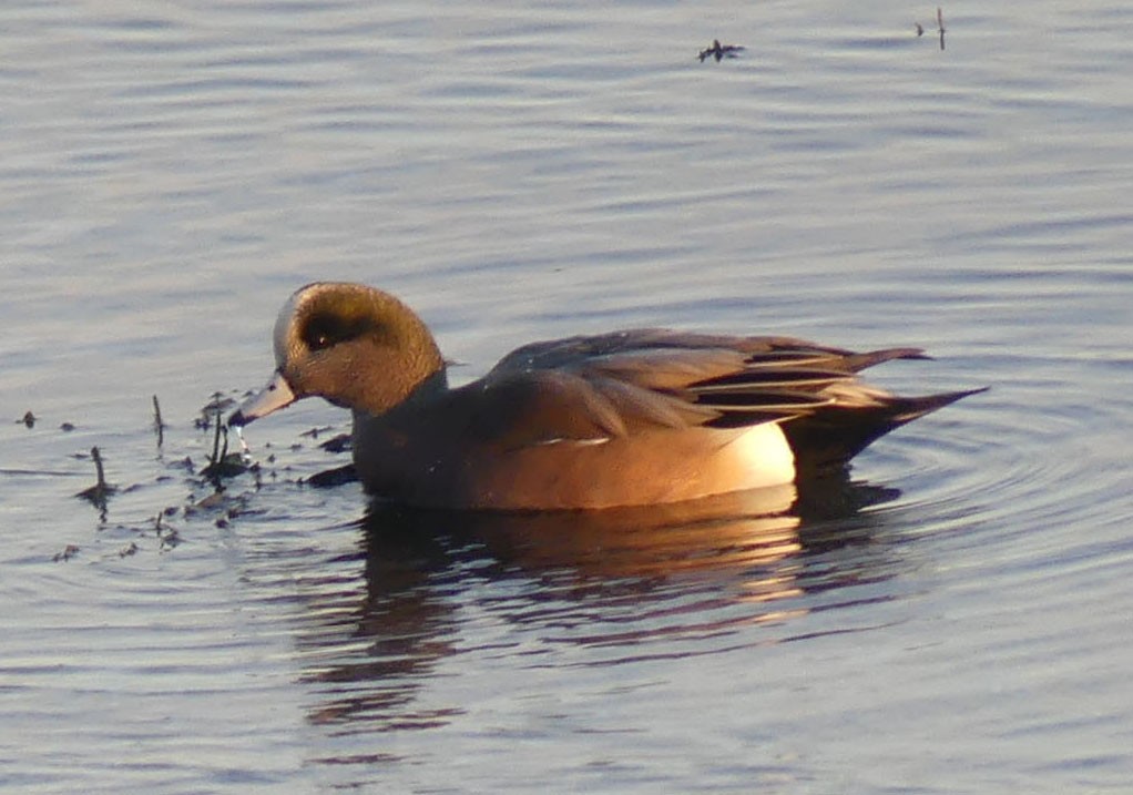 American Wigeon - ML646870581