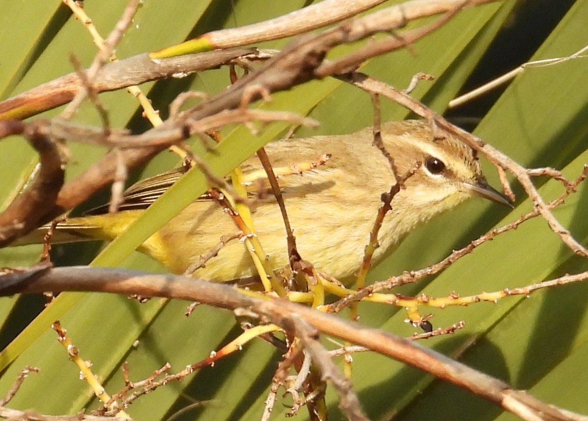 Palm Warbler - ML646870583
