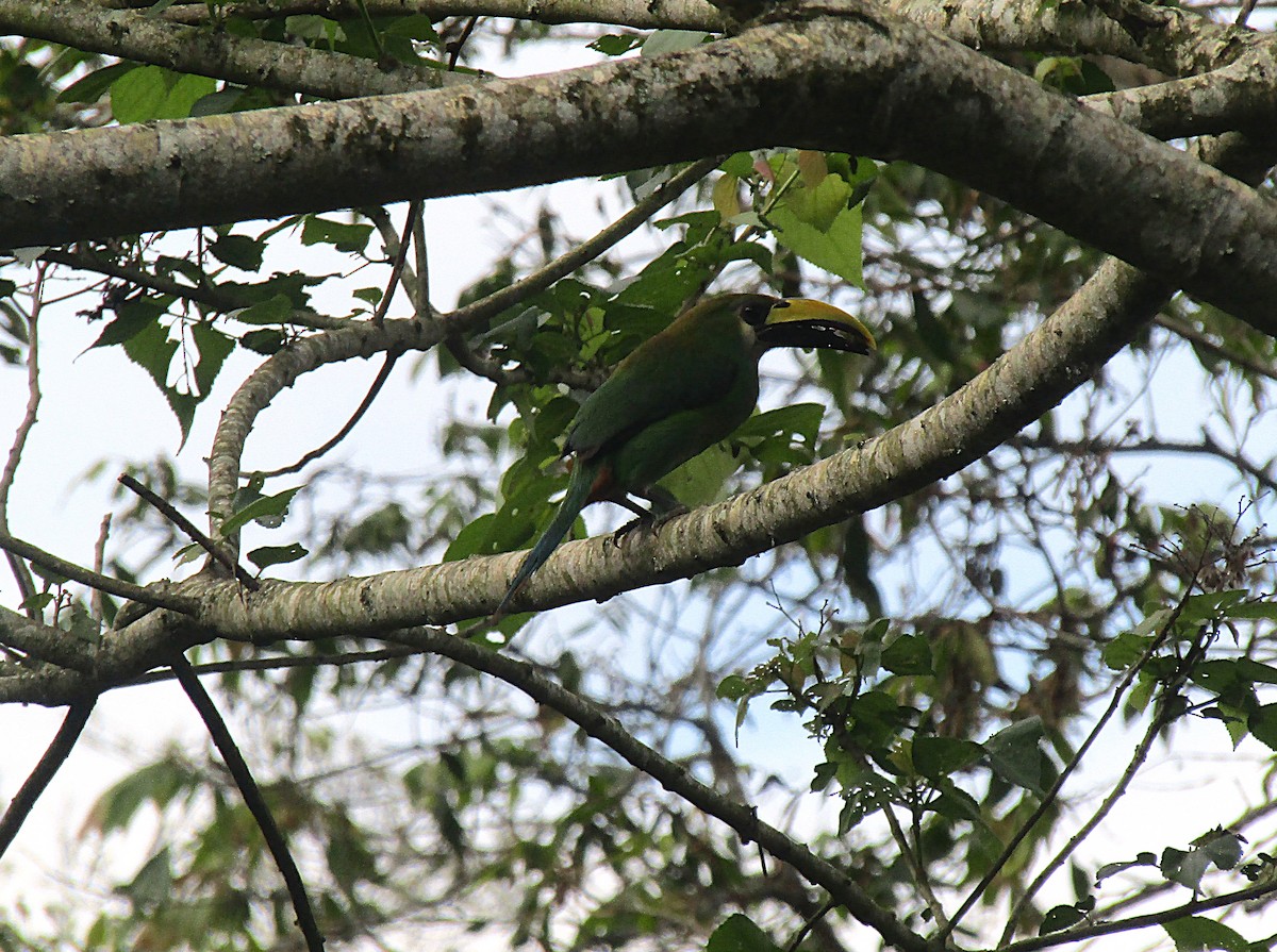 Zümrüt Tukanet - ML646870584