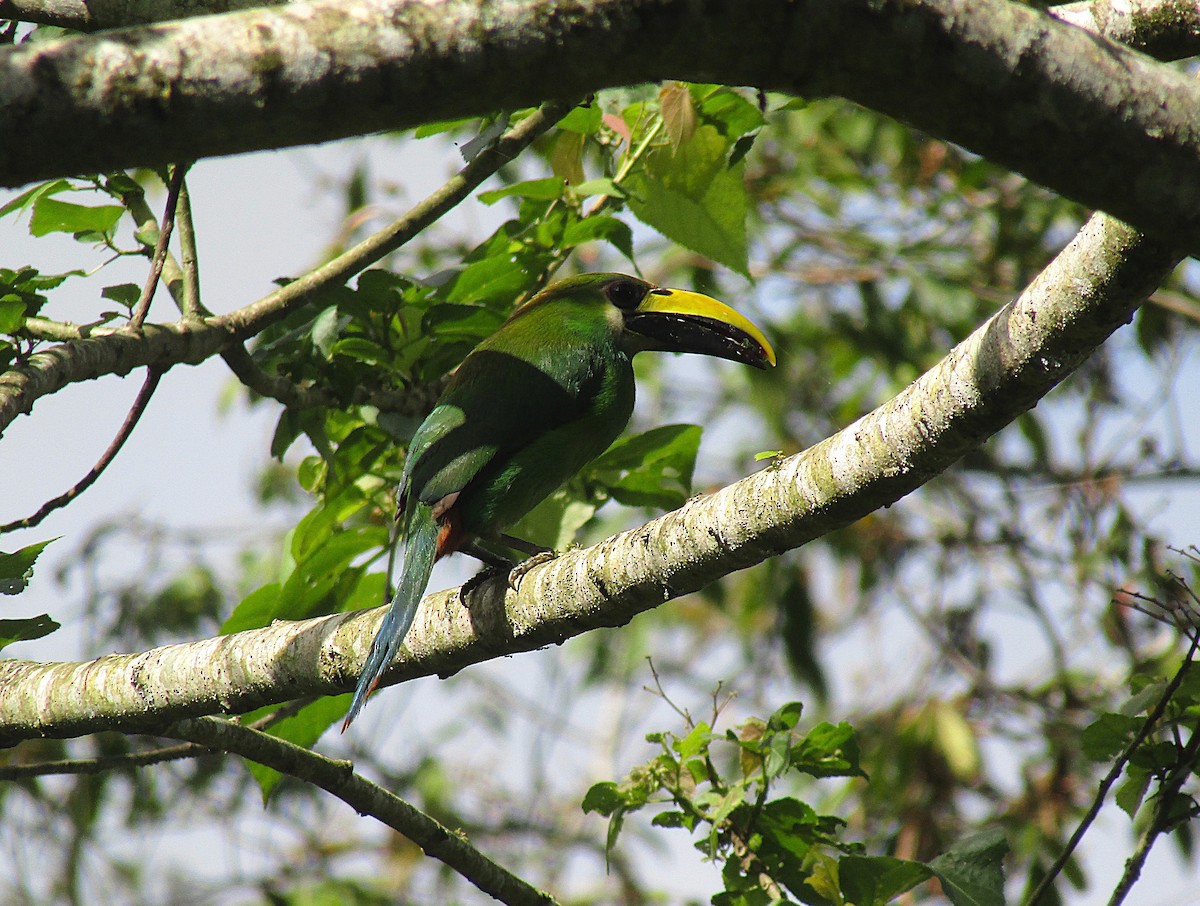 Zümrüt Tukanet - ML646870585