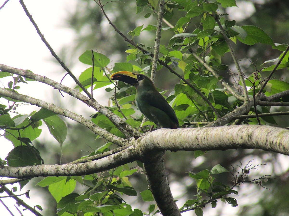 Zümrüt Tukanet - ML646870586