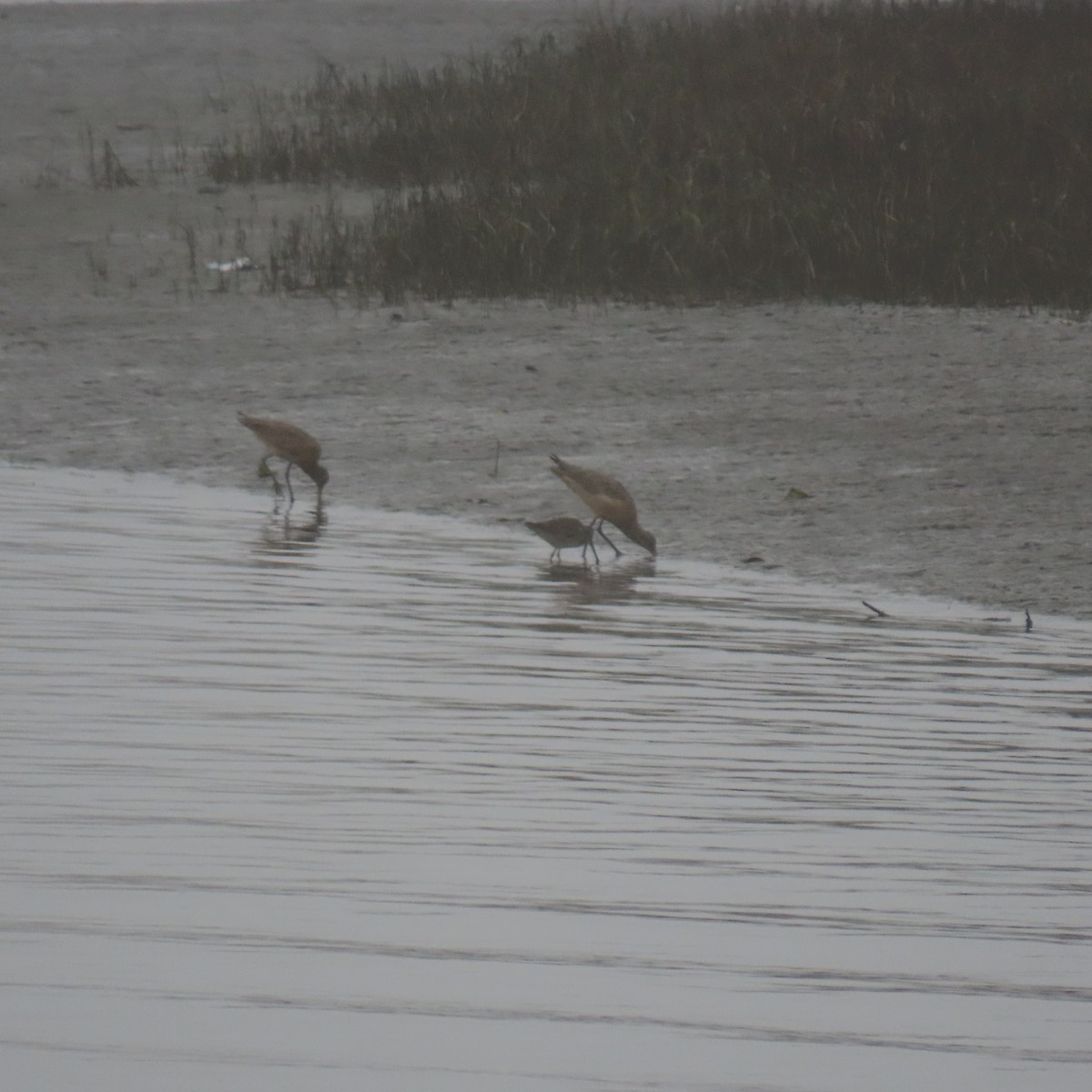 Marbled Godwit - ML646870589