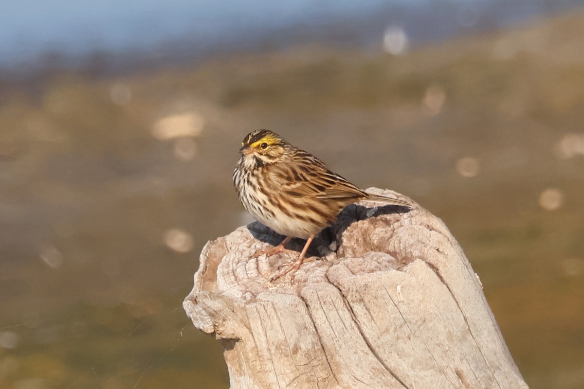 Savannah Serçesi - ML646870590