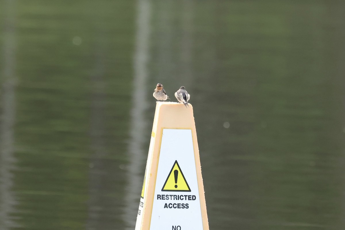 Haberci Kırlangıç - ML646870591