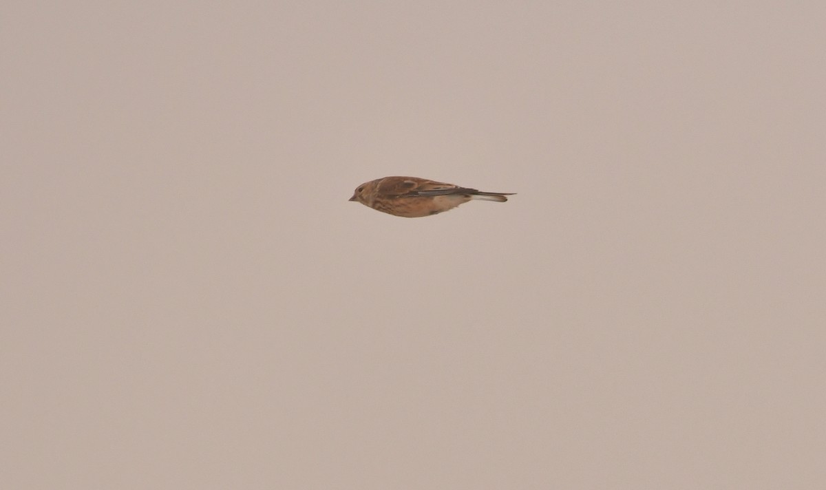 Eurasian Linnet - ML646870592