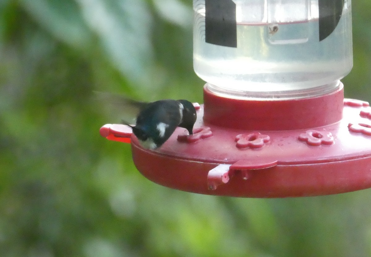 Gorgeted Woodstar - ML646870593