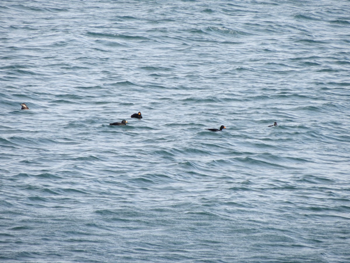 Amerika Kara Ördeği - ML646870594