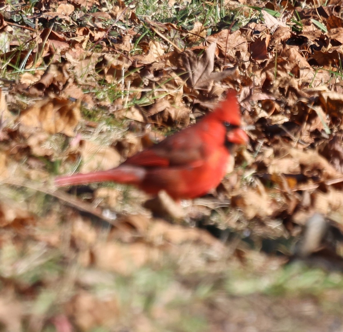 Kırmızı Kardinal - ML646870595