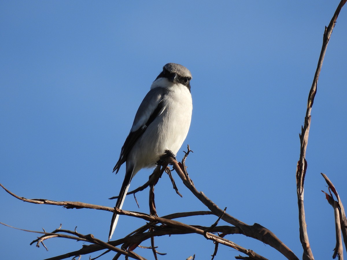 Amerika Örümcekkuşu - ML646870597