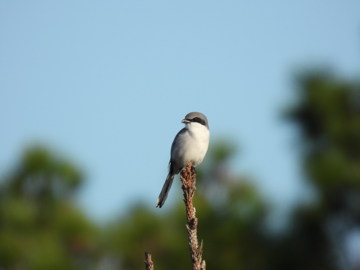 Amerika Örümcekkuşu - ML646870598