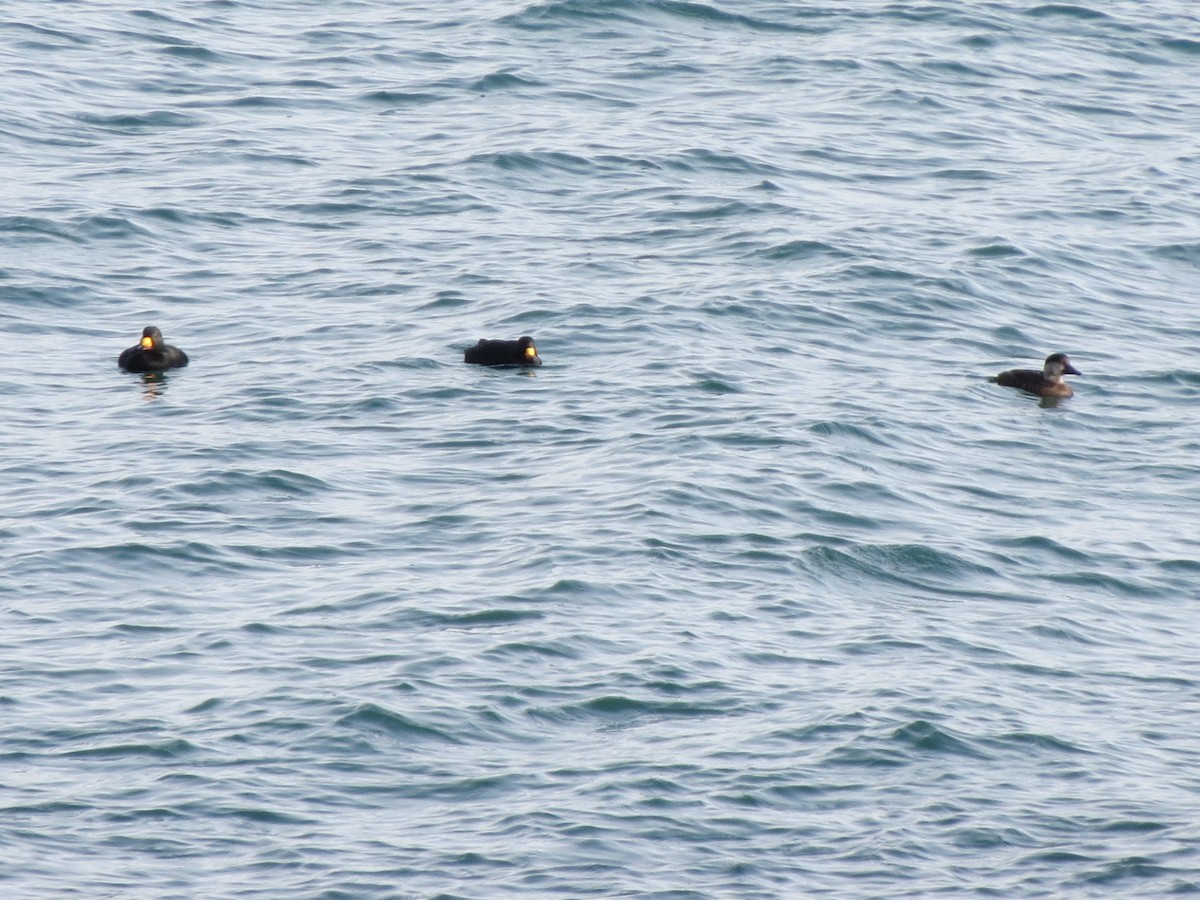 Amerika Kara Ördeği - ML646870599