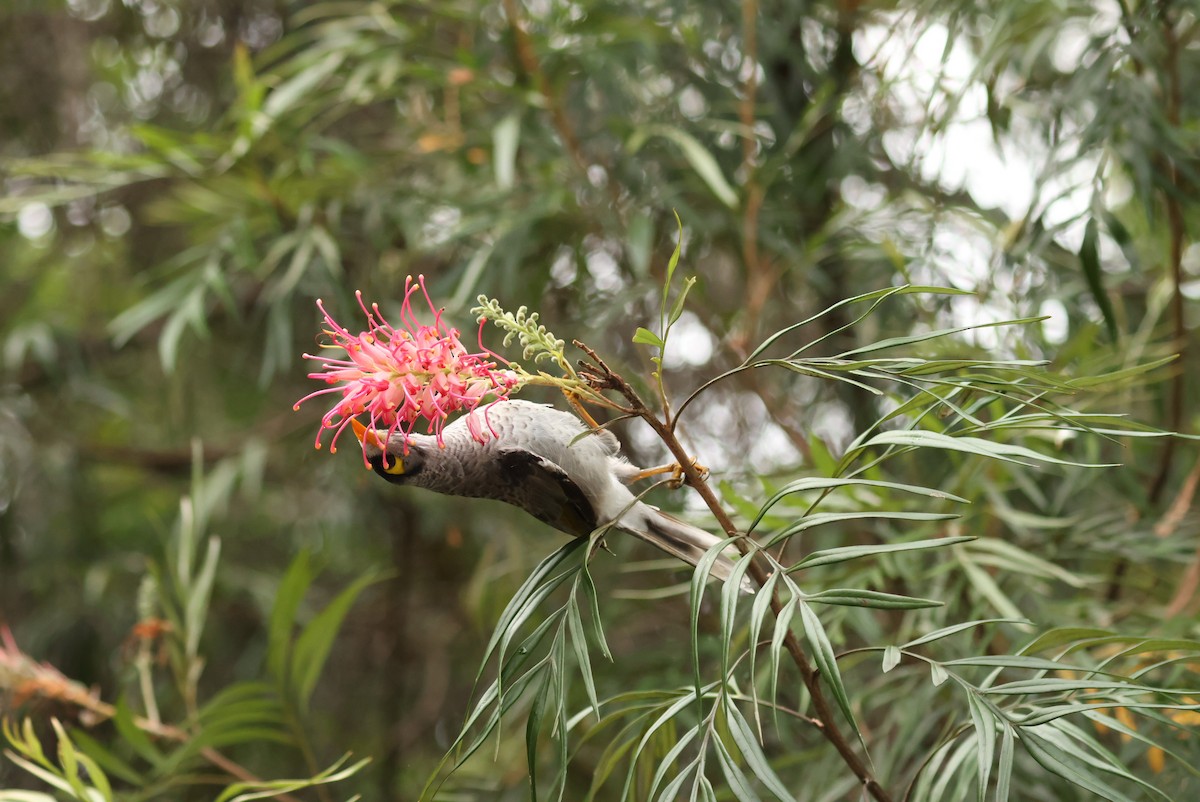 Geveze Balkuşu - ML646870600