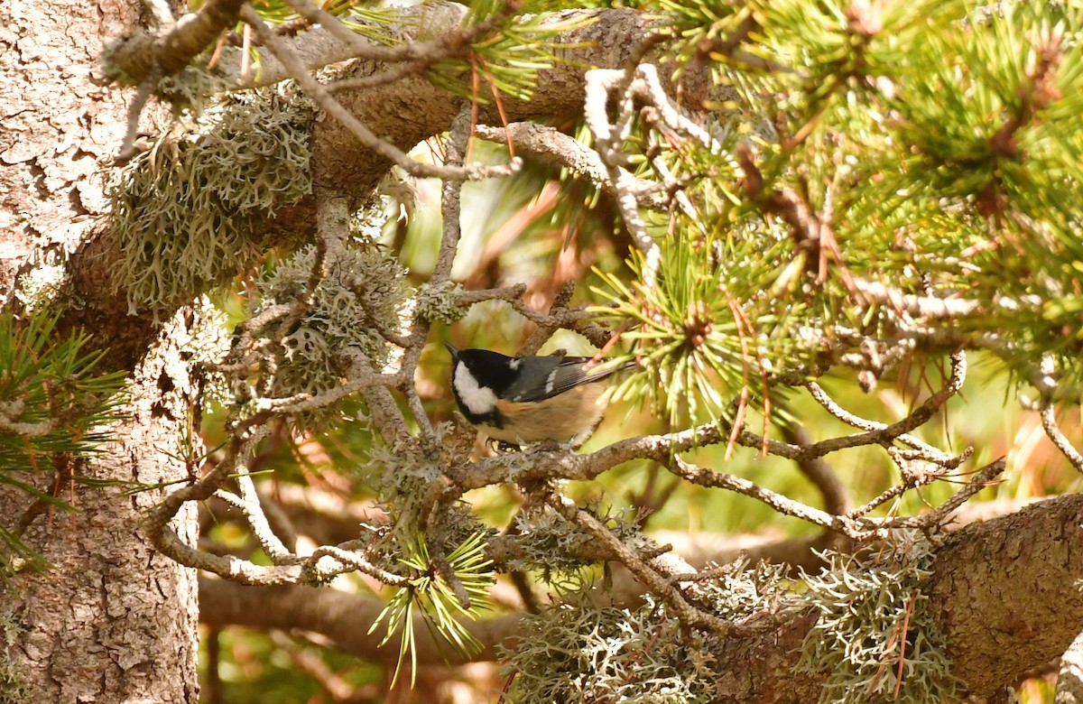 Çam Baştankarası - ML646870601