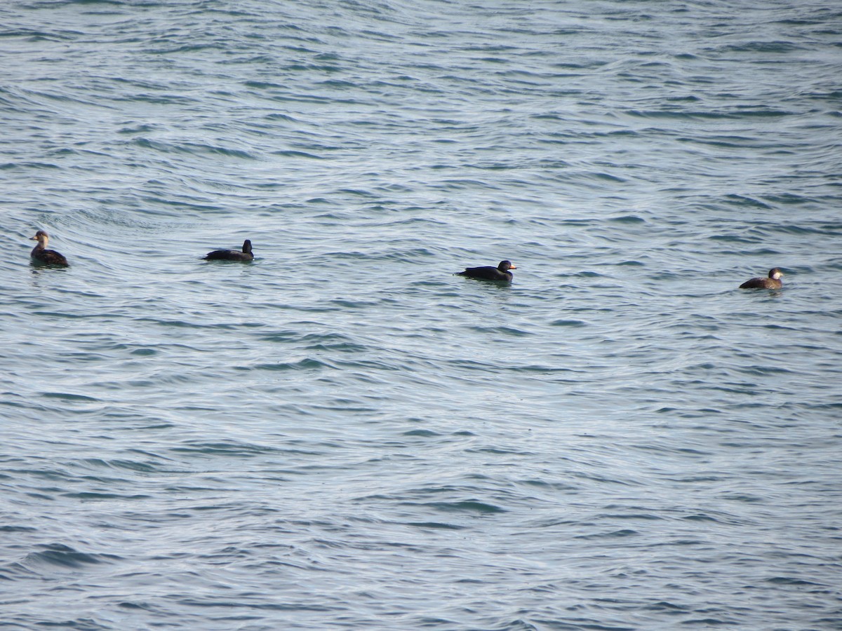 Amerika Kara Ördeği - ML646870602