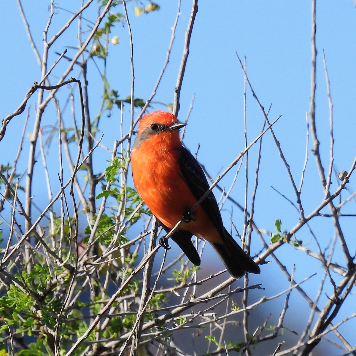 Ateş Renkli Sinekkapan - ML646870603