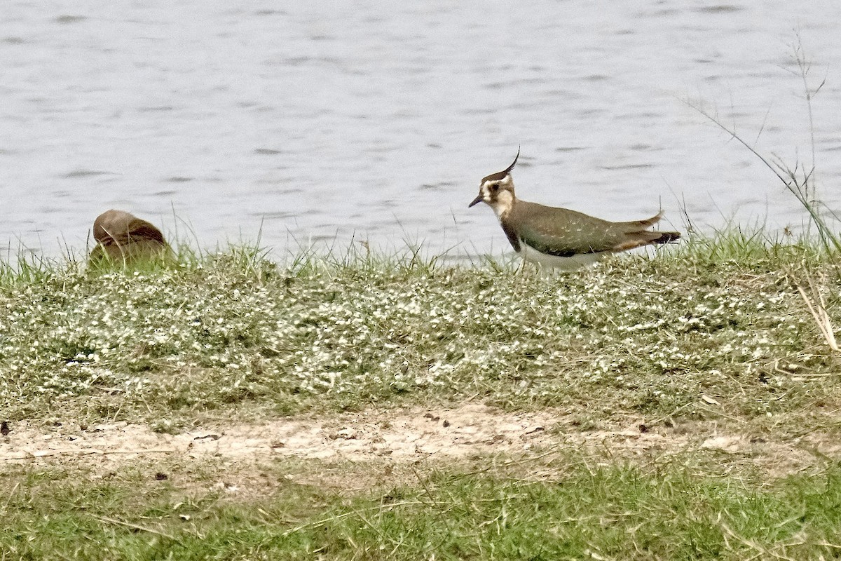 Kızkuşu - ML646870604