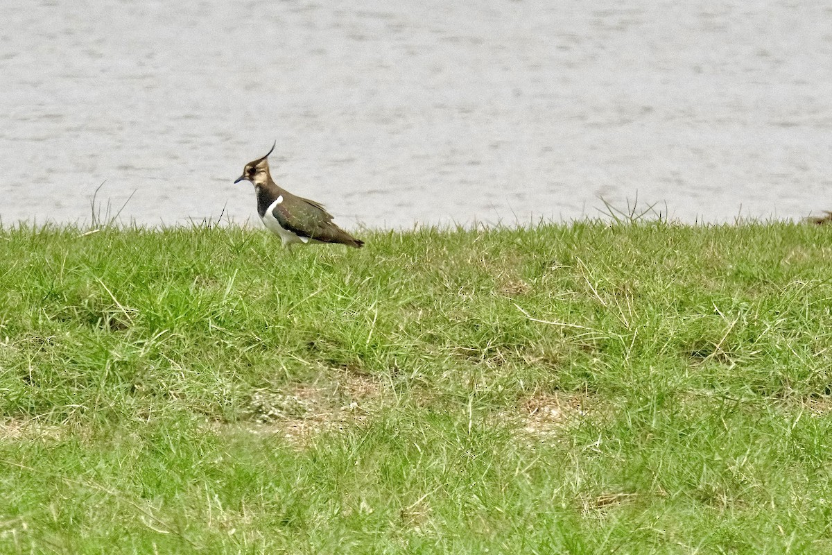 Kızkuşu - ML646870605