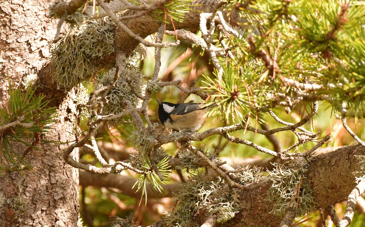 Çam Baştankarası - ML646870606