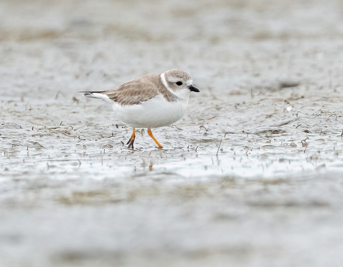 Islıkçı Cılıbıt - ML646870607