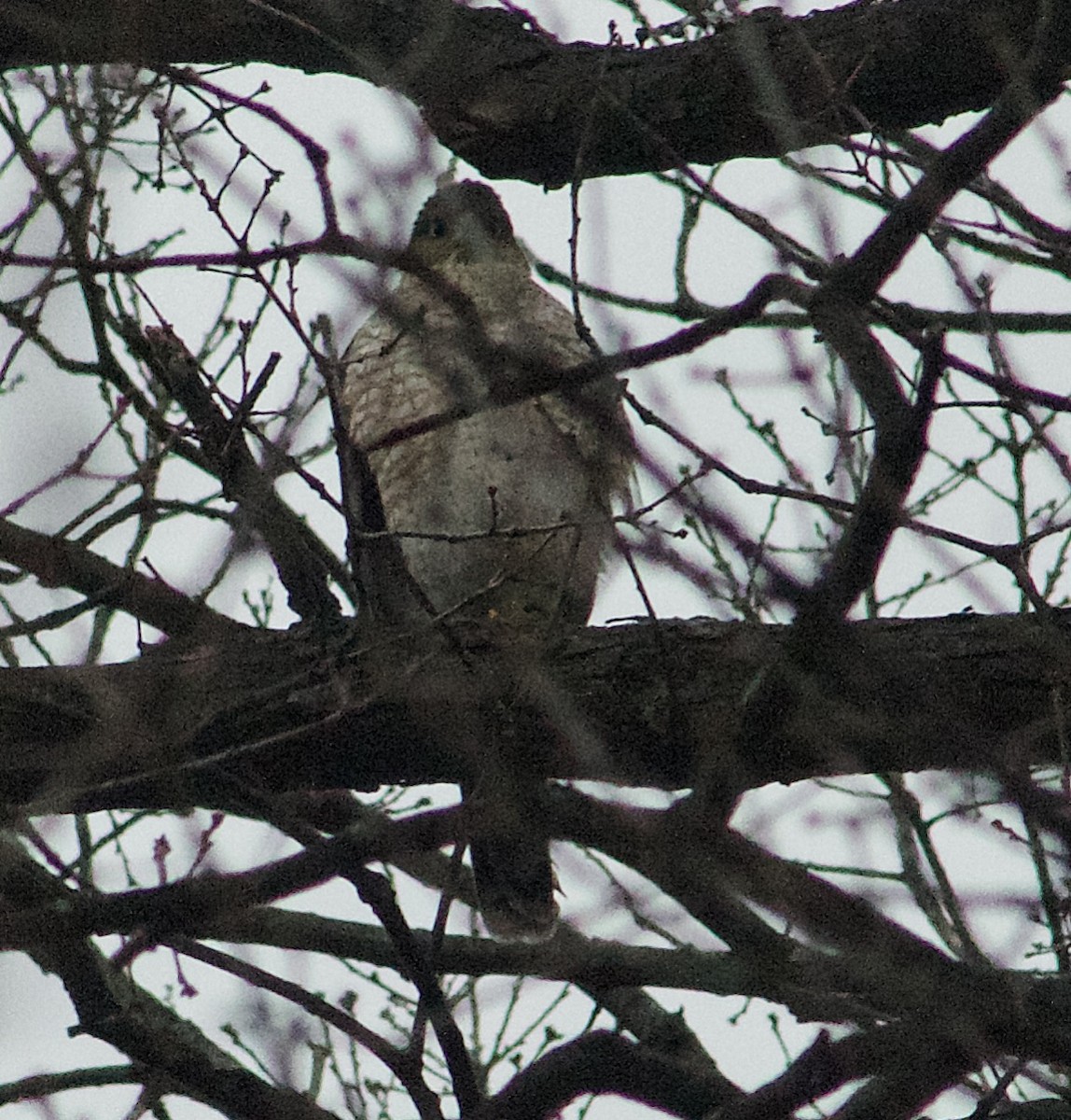 Cooper Atmacası - ML646870608