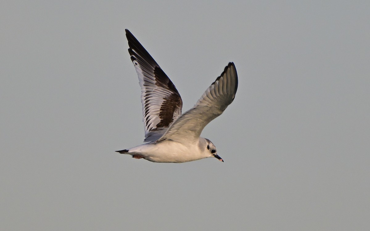 Küçük Martı - ML646870609