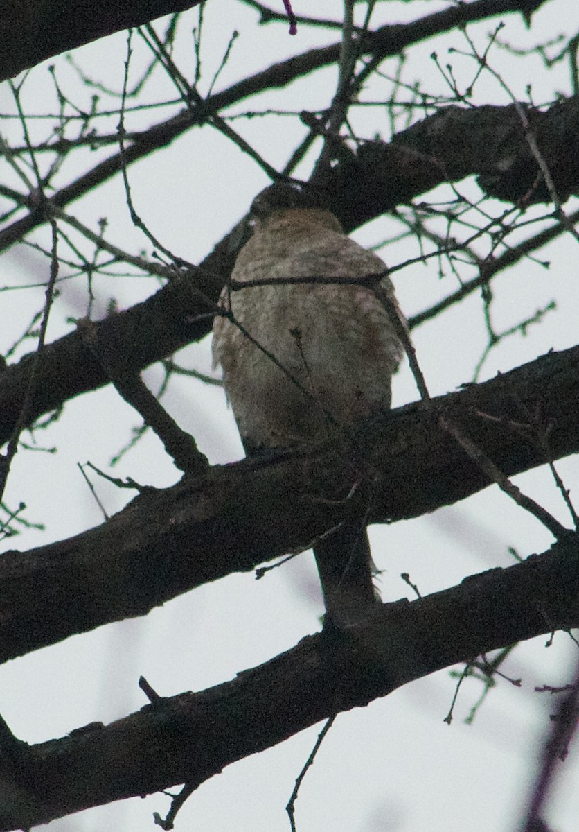 Cooper Atmacası - ML646870610