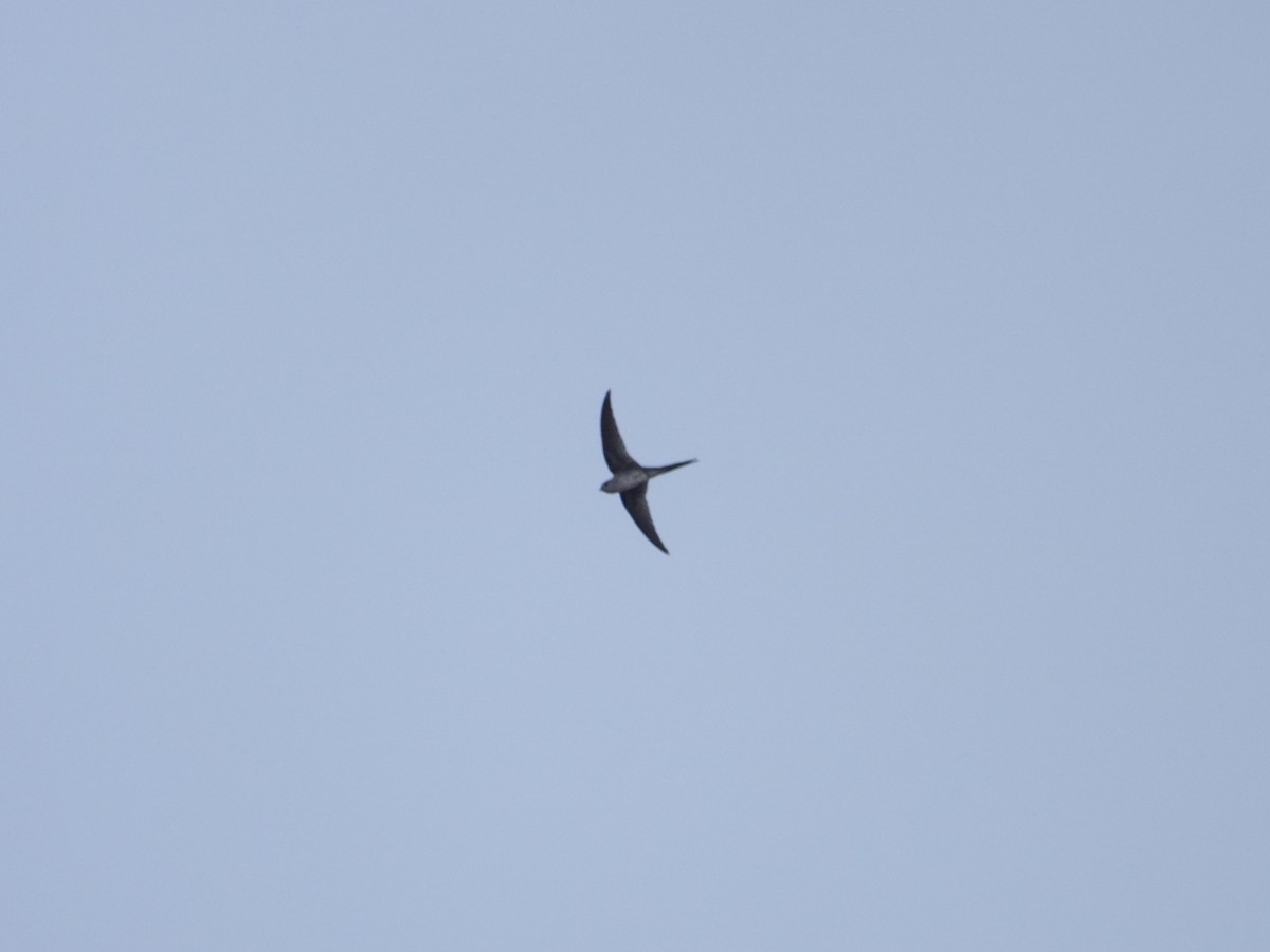 Amerika Palmiye Ebabili - ML646870611