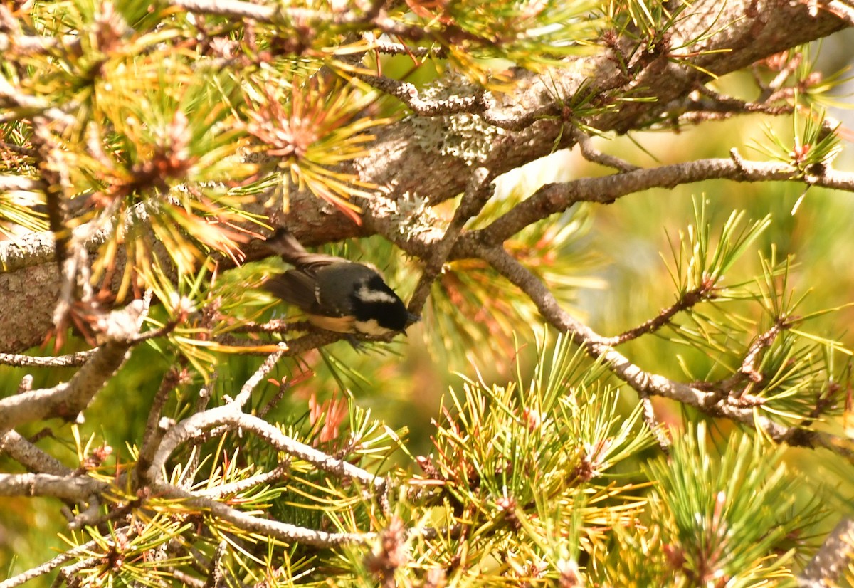 Çam Baştankarası - ML646870612