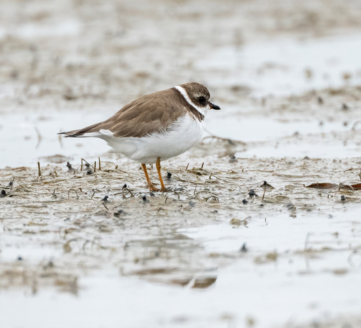 Perdeli Cılıbıt - ML646870613