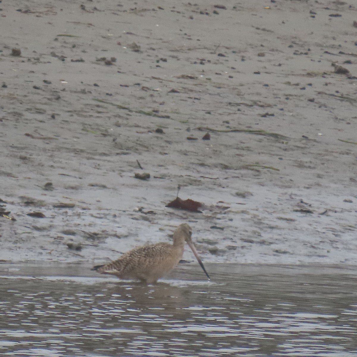 Ebruli Çamurçulluğu - ML646870614