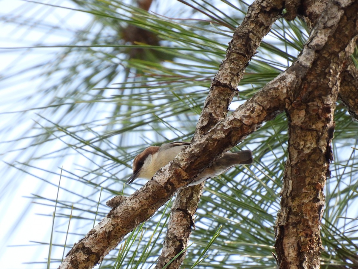 Boz Başlı Sıvacı - ML646870615