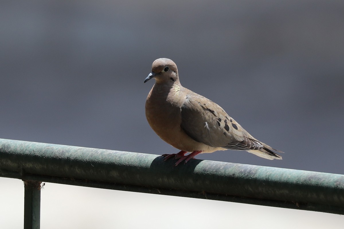 Küpeli Kumru - ML646870616