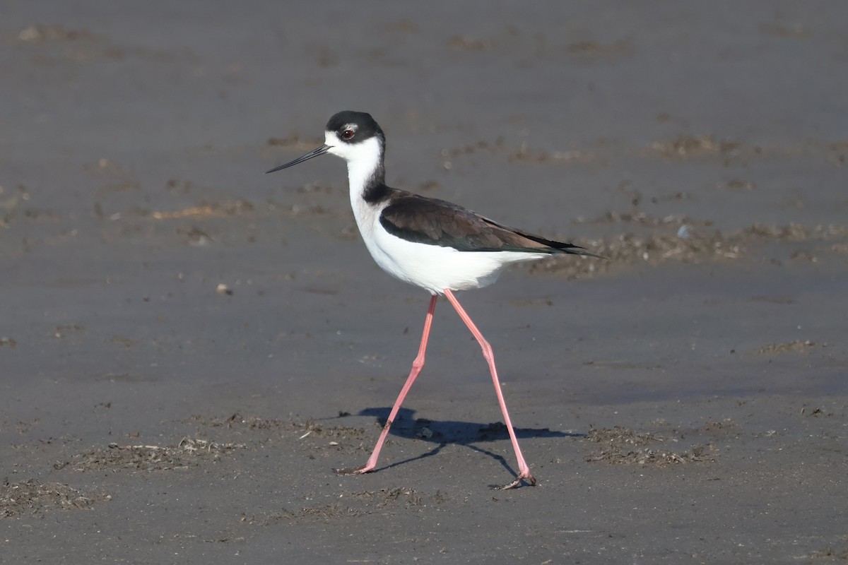 Zankaluze kaskabeltza - ML646870617