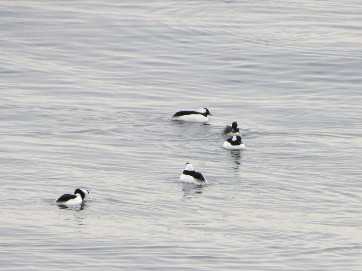 Ak Yanaklı Ördek - ML646870618