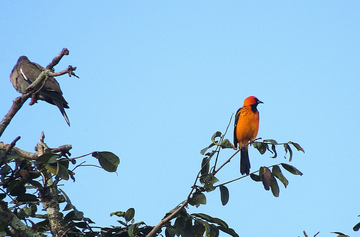 Spot-breasted Oriole - ML646870619