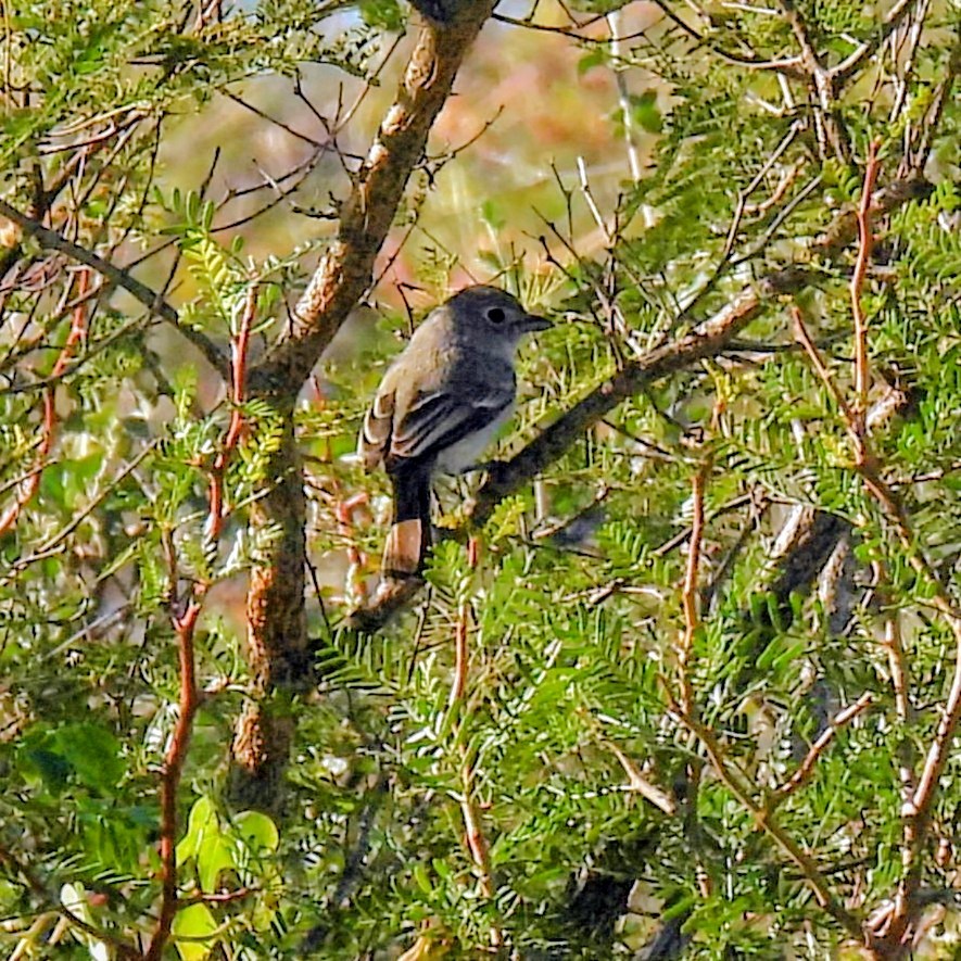 Gray Vireo - ML646870620